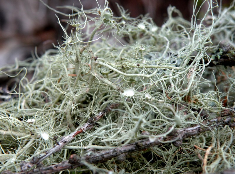 Usnea